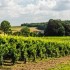 Wijnbouw in Belgie