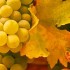 Echoes of Wine