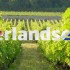 Nederland wijnproductie